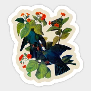 Audubons White crowned pigeon Sticker